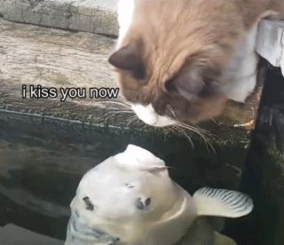 拥有“私家园林”,游遍世界各地,这些猫咪的生活太让人羡慕了吧