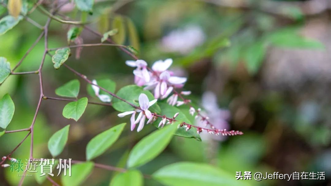 拍贺州｜莲塘镇大山深处的“一号基地”