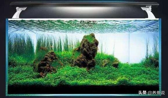 鱼缸长青苔藻类咋办？这两全其美的养鱼观念，鱼缸还是这样更好