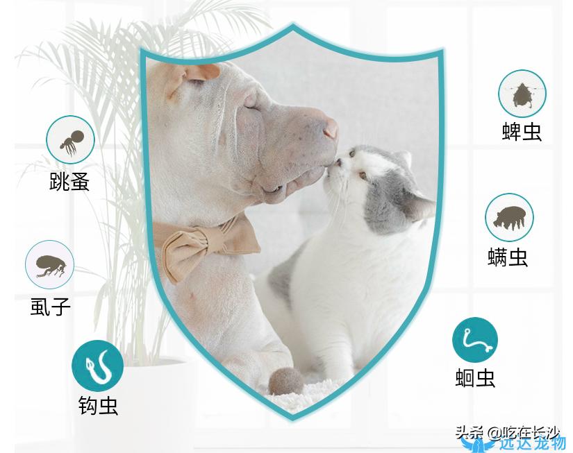 猫猫体内驱虫和体外驱虫多久一次,宠物驱虫体外教程