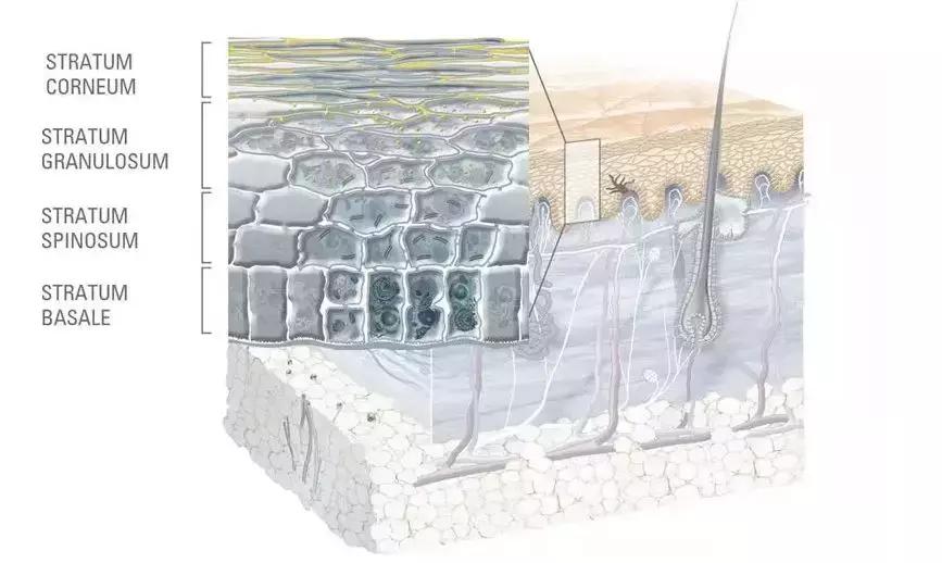 怎样改善油性皮肤问题,怎样改善油性皮肤长痘