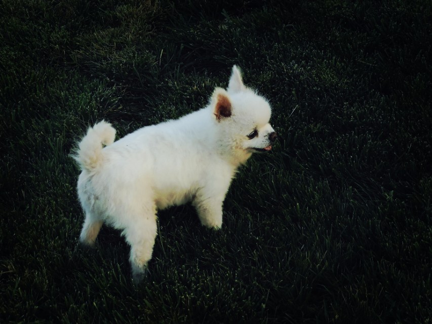 德福，不是人，是只狗！