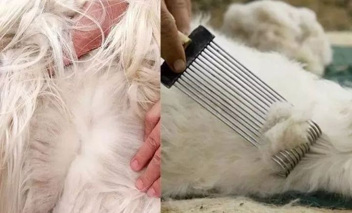 maxmara大衣哪款适合小个子,maxmaraweekend大衣