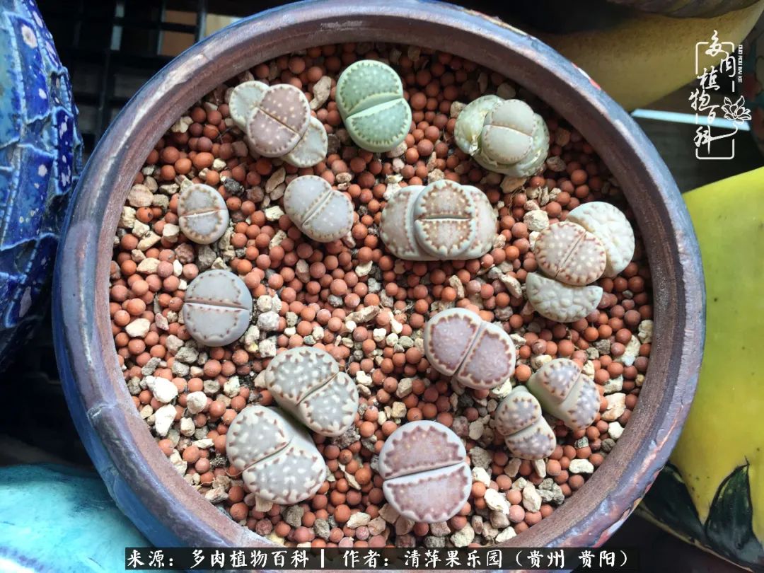 生石花庭院,晶莹剔透的生石花