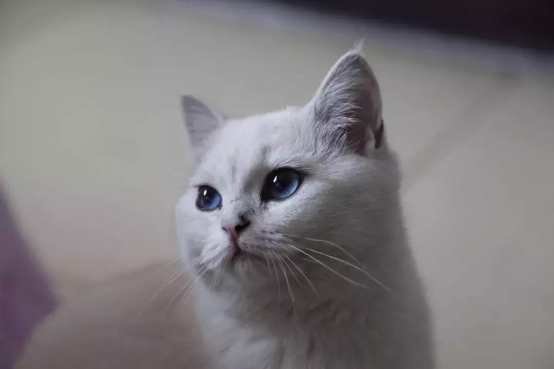 夏末秋初，刘三姐的英短咪咪，邂逅梁实秋的白猫王子