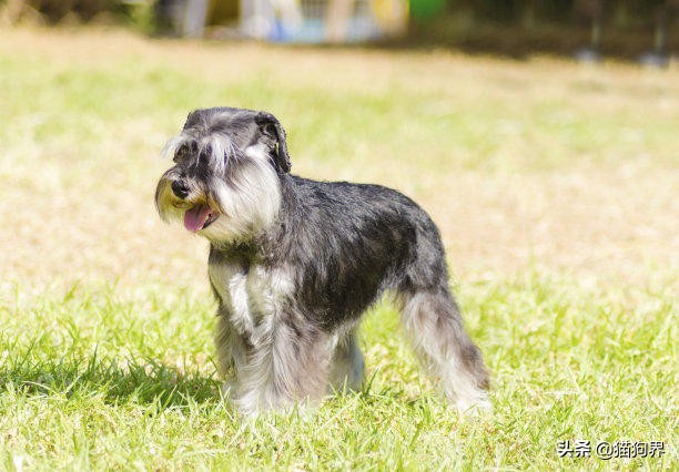 如何选择品相甜美的雪纳瑞,什么样的雪纳瑞品相最好