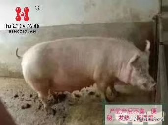 围产母猪气血两亏证候和解决