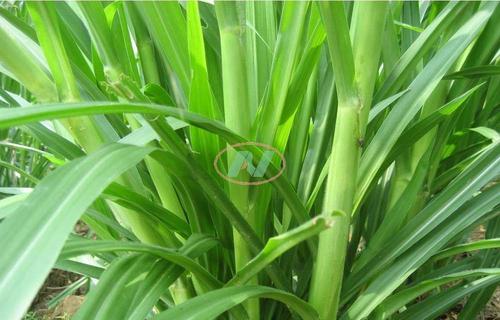 新型皇竹草的优势介绍,皇竹草的优势和缺点