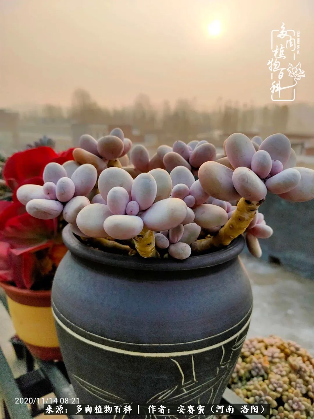 现在是多肉最美的季节,多肉最美的季节来啦