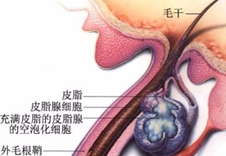 如何从饮食生活习惯改善油性发质,如何摆脱油腻形象