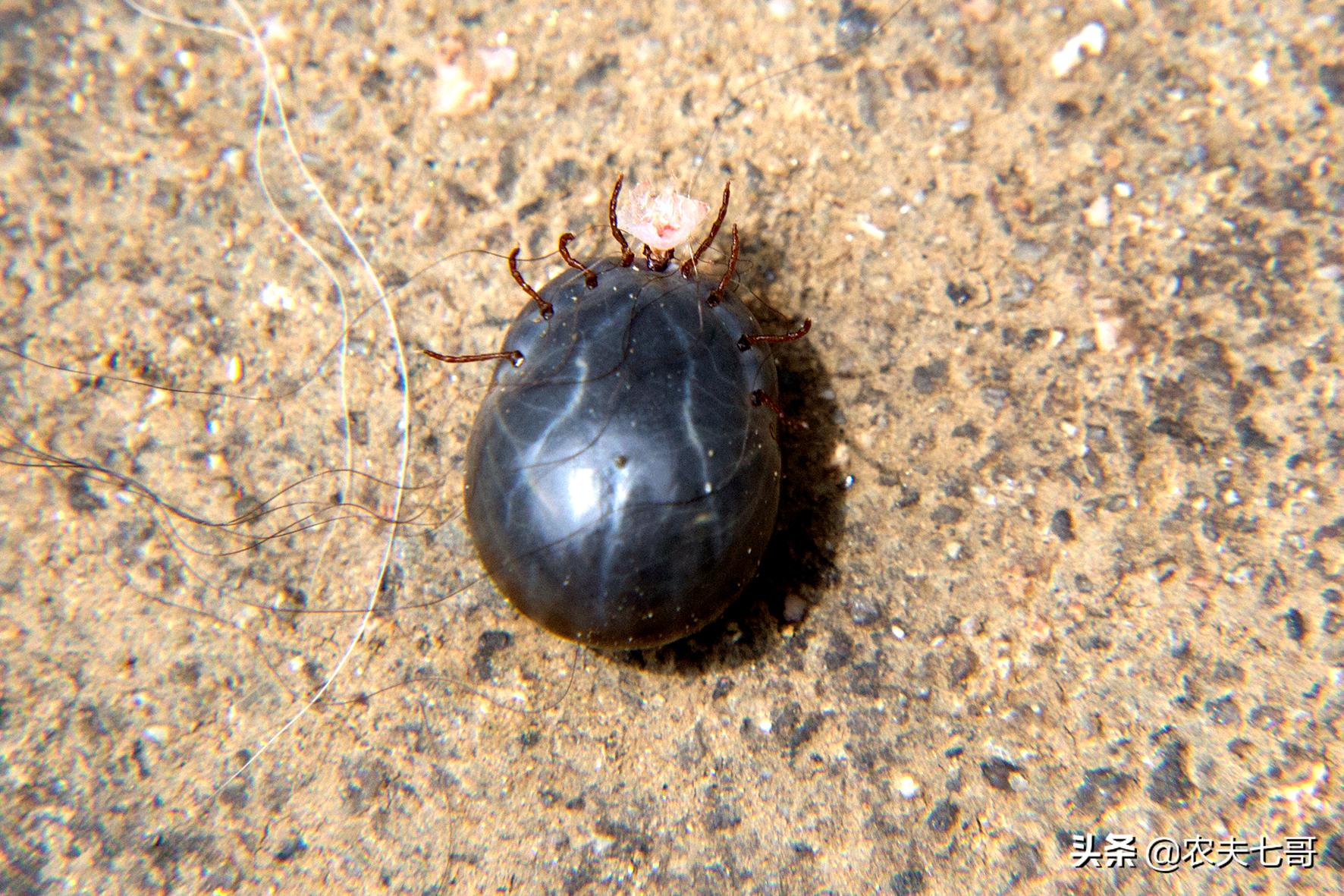 蜱虫幼虫怎样消灭,牛虻和蜱虫