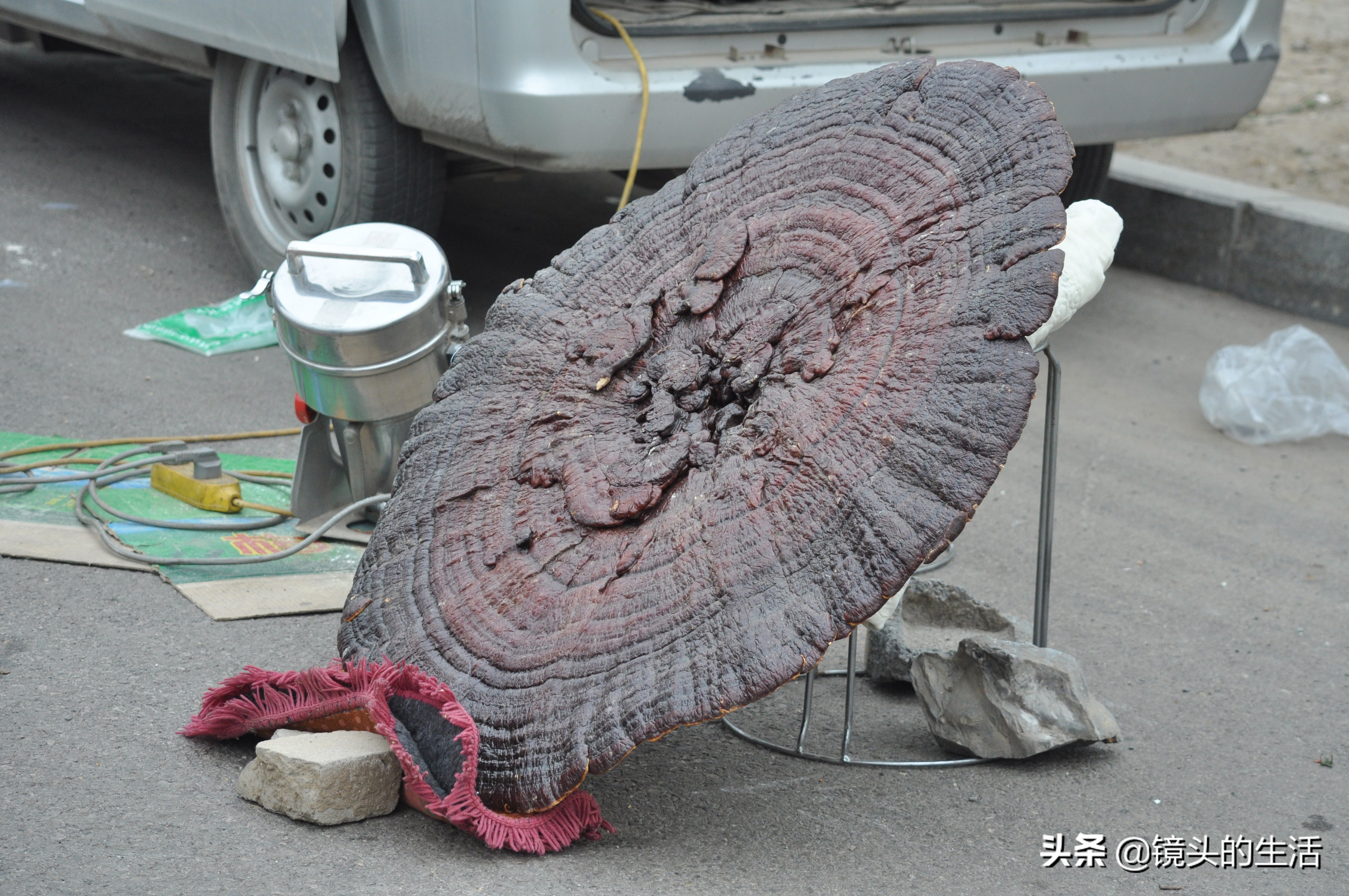 鍐滄潙灏忎紮鎵惧埌鐝嶈吹鑽潗浠锋牸涓嶈彶,澶у彅鎺忓嚭6鍧楀崠鑽潗鐨勯挶