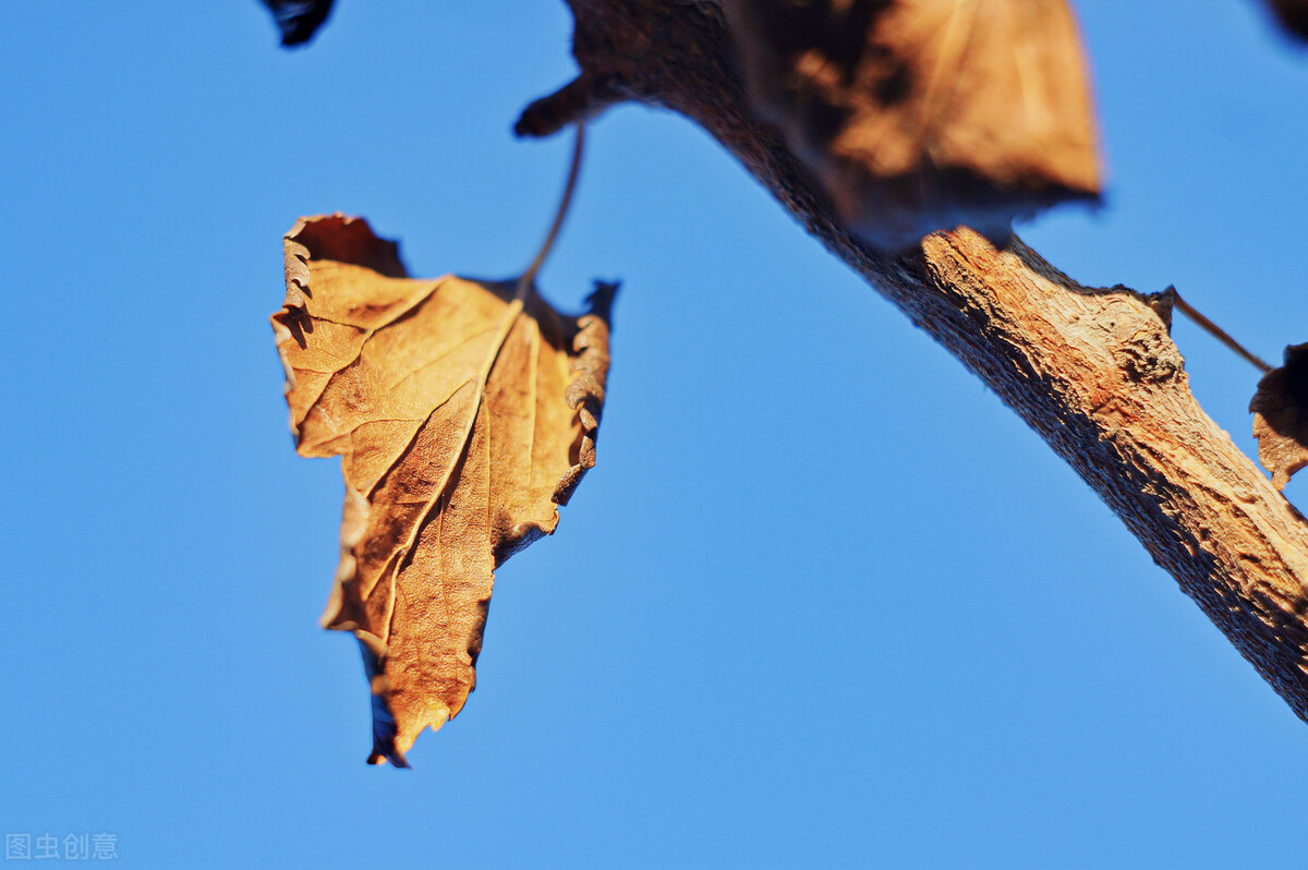 决明子和桑叶降血糖,桑叶可以降血糖真的假的