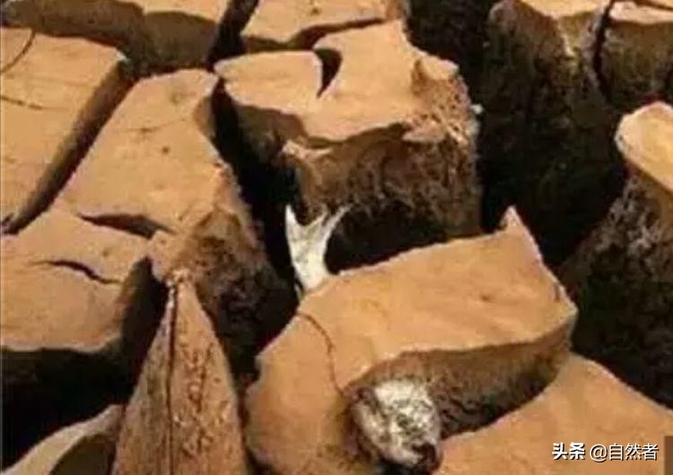 鱼离开水可能会活着对吗,鱼离开水会死下一句