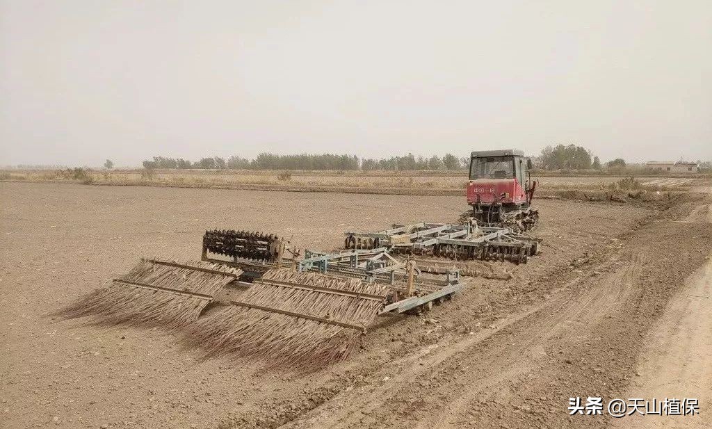 什么棉花种产量高,棉花高产量施肥技巧