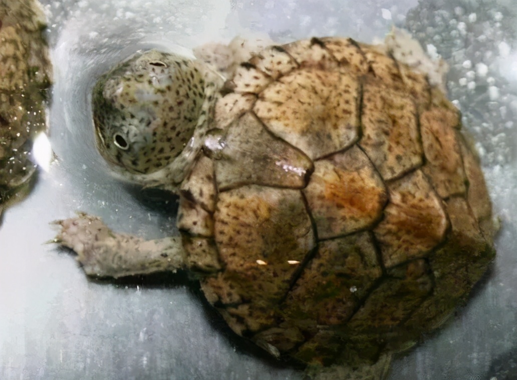 龟类纪录片,龟类图片