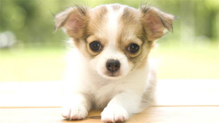 盘点不同品种的狗狗个性特点,狗狗的种类科普