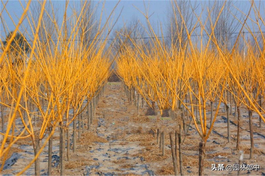 国槐树干长疙瘩怎么回事,国槐树长瘤子怎么办