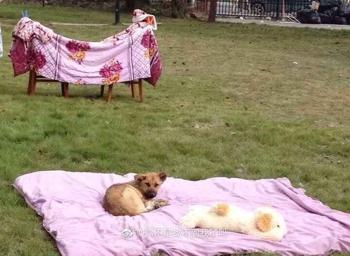 闉嬪瓙琚滃瓙琚埆浜哄伔,闉嬪瓙琚滃瓙琚伔