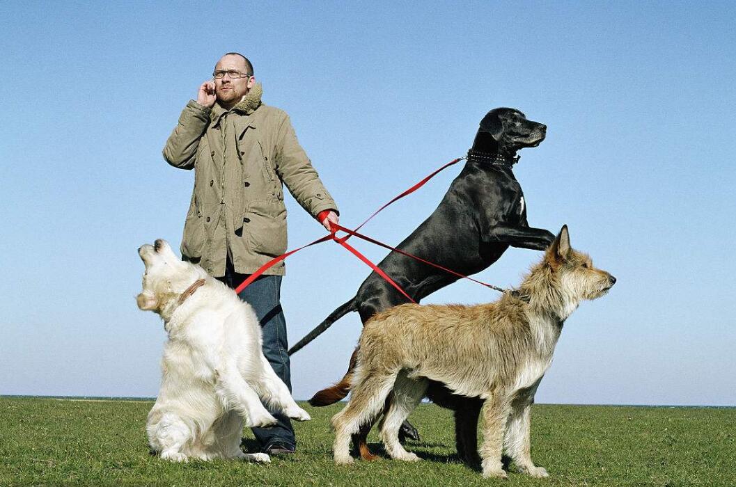怎么训练狗佩戴狗绳走路,怎么训练狗牵引跟随