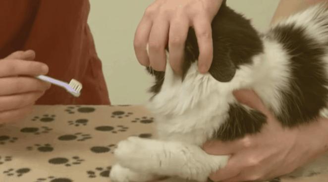 猫：来啊，踩我屁股啊，使点劲儿