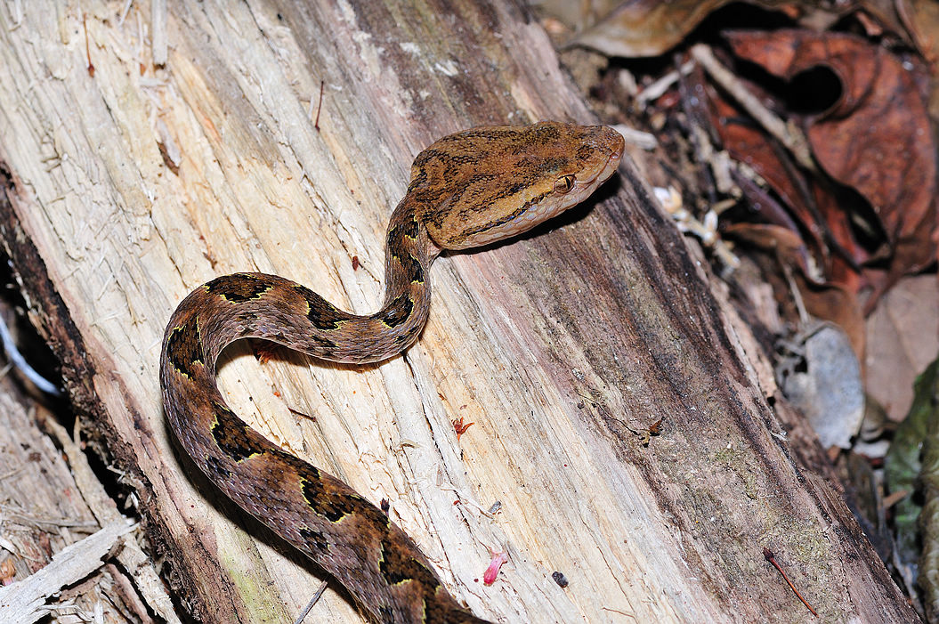 烙铁头蛇重庆,重庆的剧毒蛇