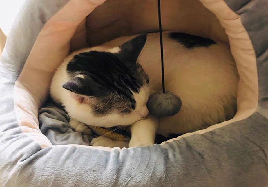 辟谣猫咪真的没有九条命,辟谣猫咪的六个谣言