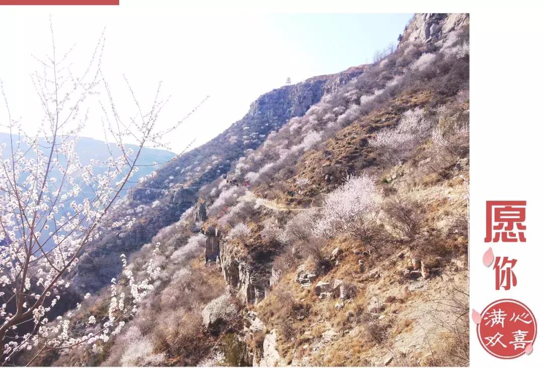 黄河桃花朵朵开,黄河大梯子崖上的风景