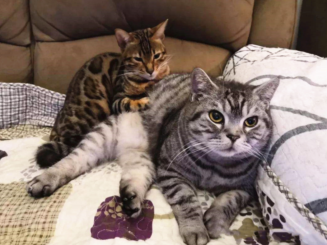 猫咪最近怎么一直舔毛,猫咪为什么开始突然频繁舔毛