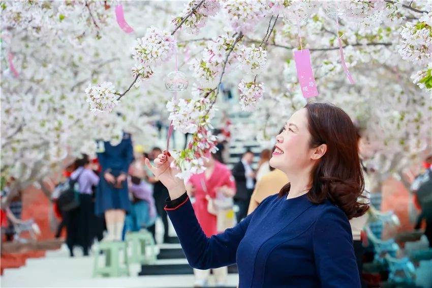 漫花庄园亿朵白樱花绚烂绽放啦，这些樱花的起源你真的知道吗？