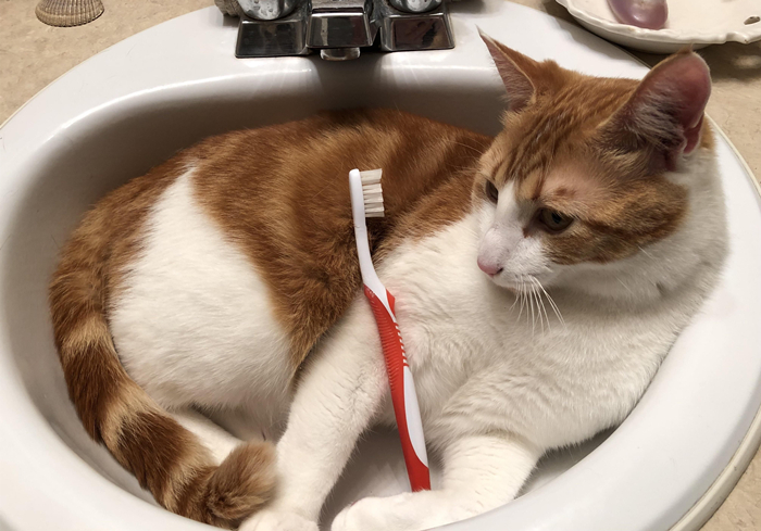 猫咪能闻到主人身上独特的味道吗,猫咪能闻到主人嘴巴里的味道吗