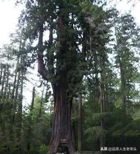 最新世界十大“怪”，最后一个太绝了！
