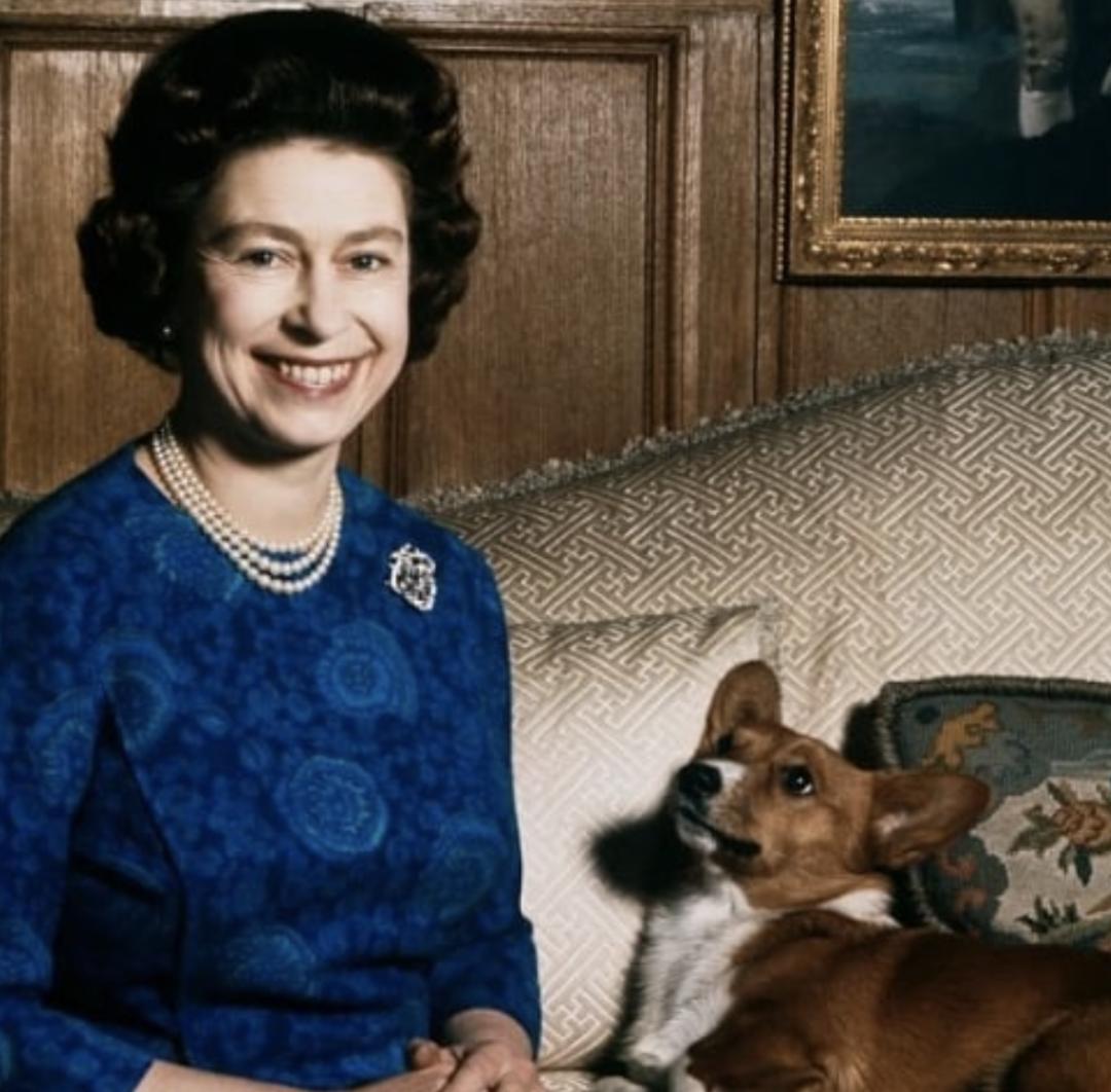 惹人喜爱的萌犬,萌犬