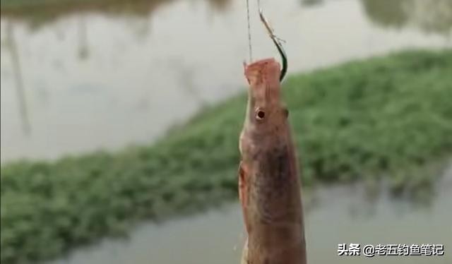 泥鳅钓法是不是被禁止使用了,泥鳅钓法违法吗