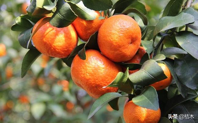 砂糖橘被老农称为杀人橘,砂糖桔又称杀人桔