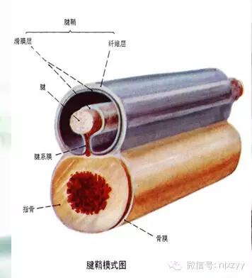 中医儿童腱鞘炎最佳治疗方法,中医治疗手指腱鞘炎最好的方法