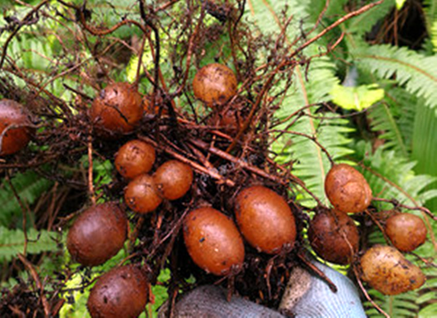 农村一种不起眼的野草,农村一种野草全身是宝