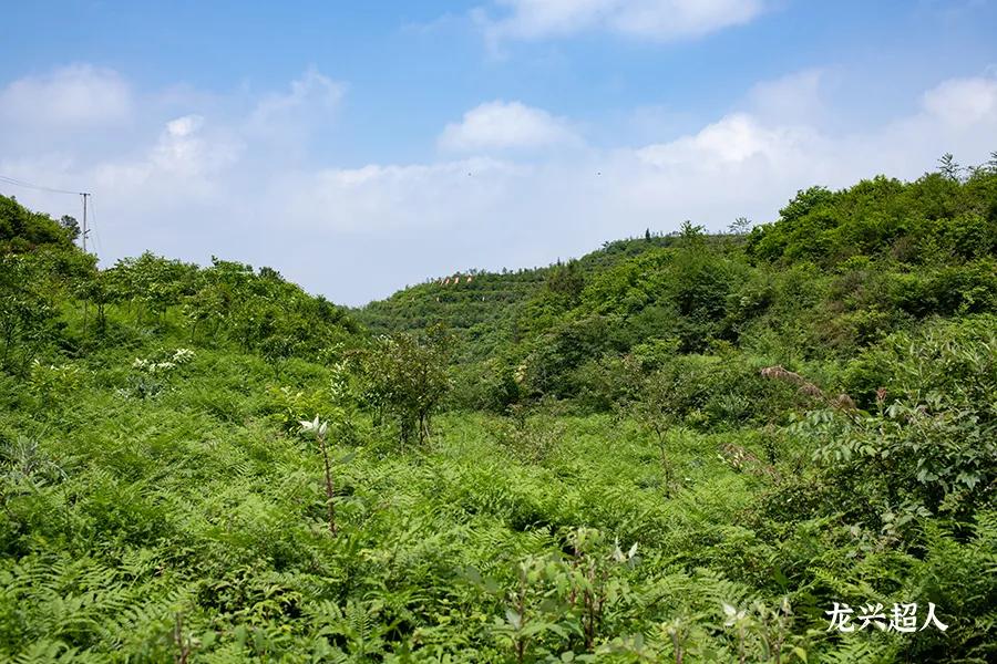 贵州道地药材天麻,道地药材天麻之乡