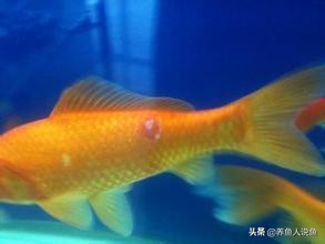 观赏鱼水霉病高锰酸钾泡多久最好,观赏鱼得了水霉是什么症状