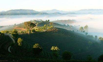 云南普洱茶区六大茶区,普洱茶茶区详细分布图
