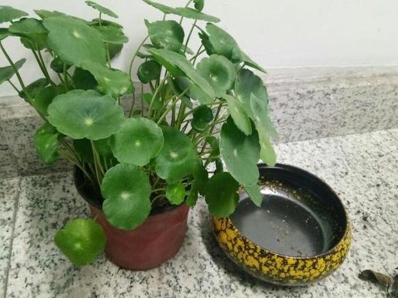室内水培铜钱草的方法,水培植物铜钱草家里正确方法
