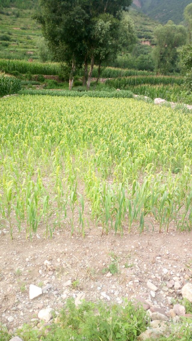 题波云山庄——南岔村