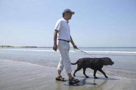 拉布拉多犬的缺点总结,关于拉布拉多犬你需要了解的一切