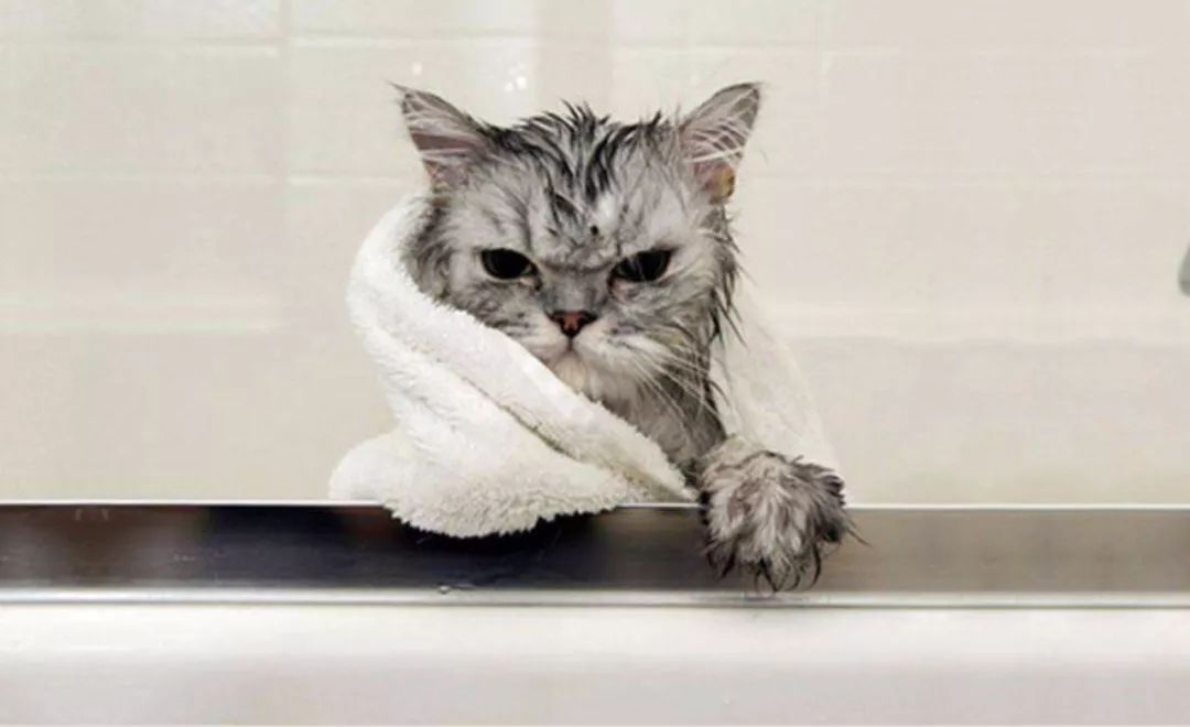 猫咪应激反应肺水肿还有救吗,猫咪打疫苗应激反应太大怎么办