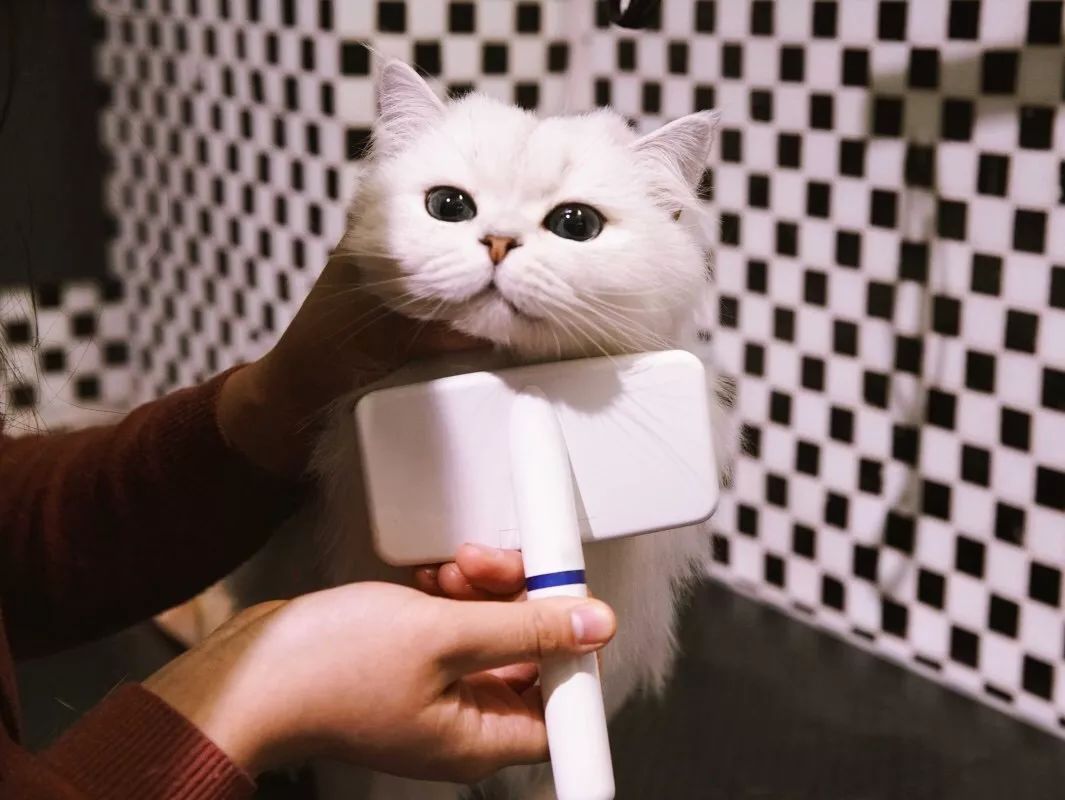 如何不洗澡让猫咪的毛发干净,怎么可以让猫咪不掉毛