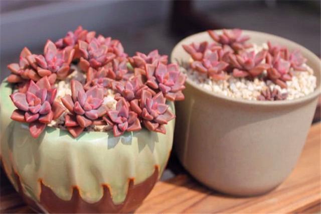 养多肉姬胧月怎么让它快速长大,姬胧月多肉怎么养护