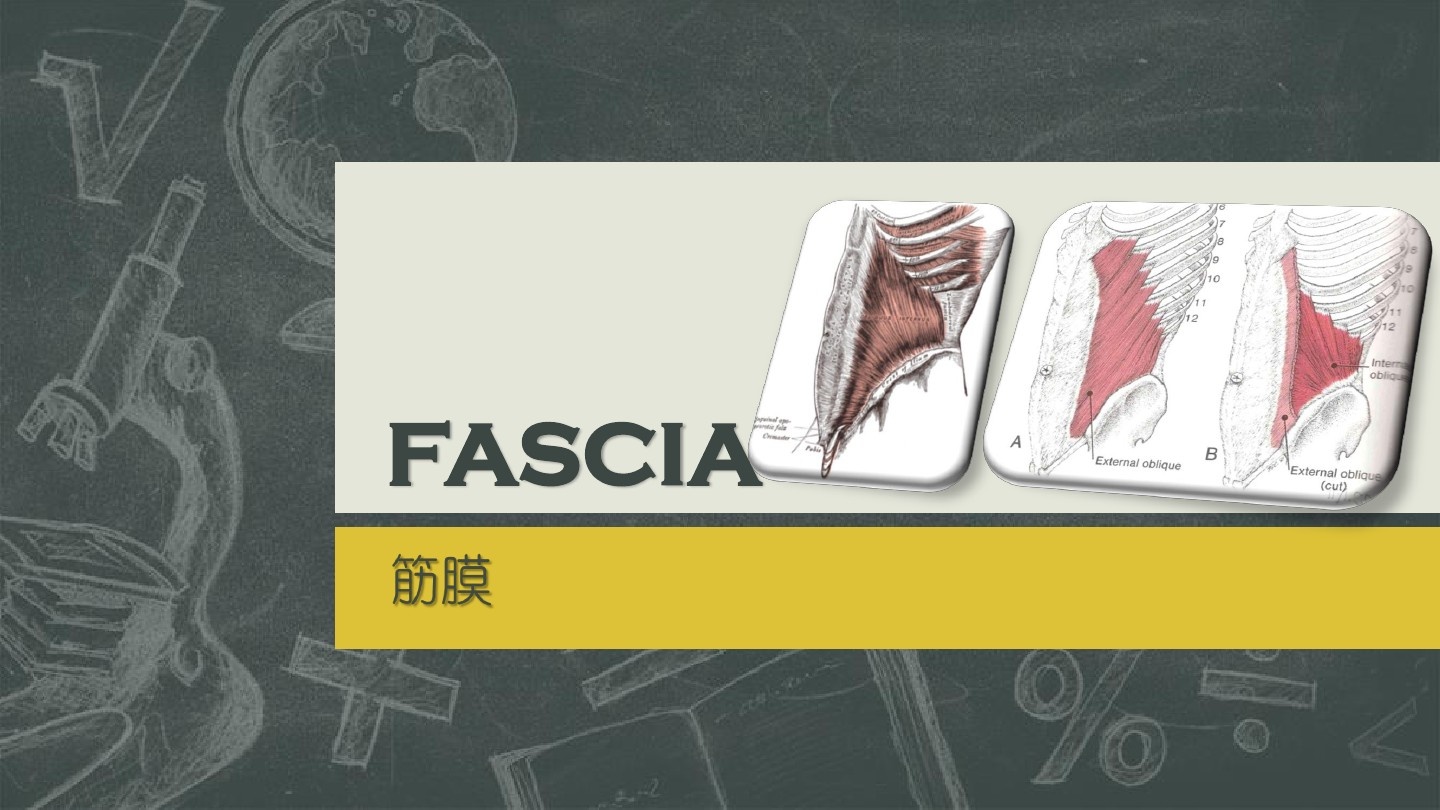 筋膜增肌的正确方法,无论是减脂还是增肌