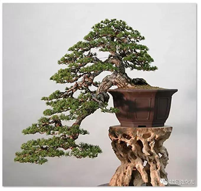 回旋飘枝盆景,飘枝临水盆景