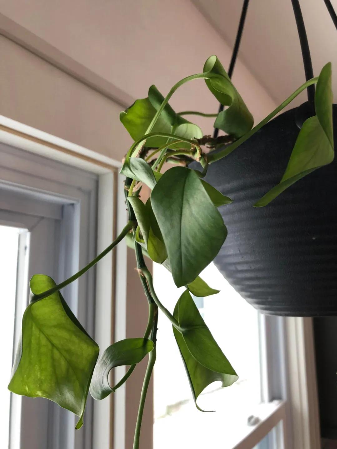 绿萝刚长出来的叶子卷曲怎么回事,水培绿萝的叶子为什么卷曲不舒展