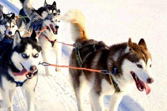 中药也能治狗病?哈士奇预防皮肤病,铲屎官应该懂的4点常识